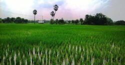 farm land plots for sale in Chennai