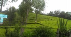 Plantation land at Ooty