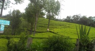 Plantation land at Ooty