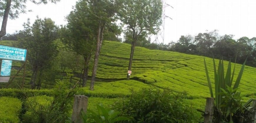 Plantation land at Ooty