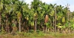 17 acres Agricultural land at Bellare, Puttur 5.5 cr