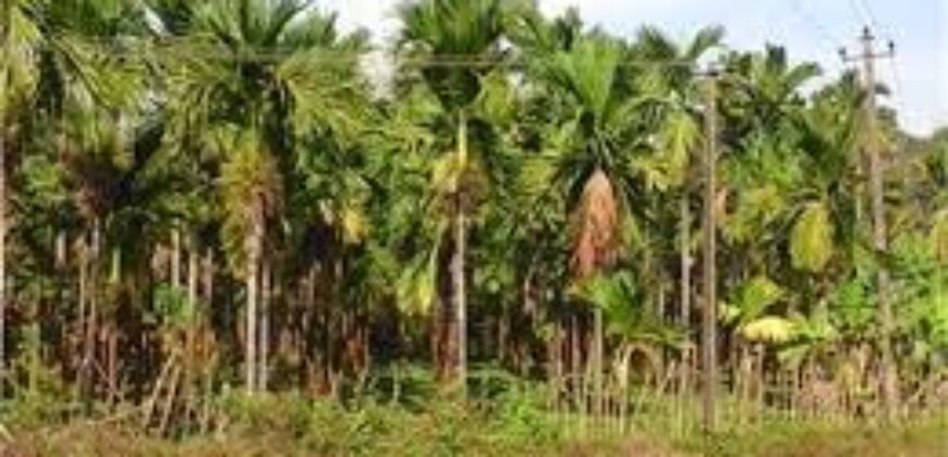 17 acres Agricultural land at Bellare, Puttur 5.5 cr